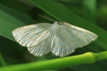 Braunstirn Weißspanner (Cabera exanthemata) - Männchen