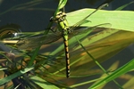 Grüne Flußjungfer (Ophiogomphus cecilia) - Weibchen