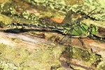 Grüne Flußjungfer (Ophiogomphus cecilia) - Männchen