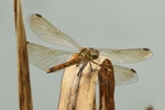 Sumpf-Heidelibelle - Weibchen mit braun getönten Flügeln