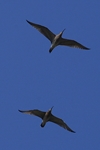 Großer Brachvogel (Numenius arquata)