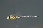 Herbst Mosaikjungfer - Männchen im Flug