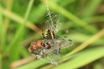 Heidelibelle im Netz einer Wespenspinne