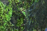 Blaugrüne Mosaikjungfer - Weibchen bei der Eiablage