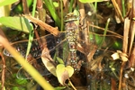 Torf-Mosaikjungfer - Weibchen bei der Eiablage