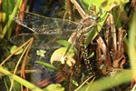 Torf-Mosaikjungfer - Weibchen bei der Eiablage