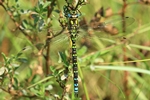 Blaugrüne Mosaikjungfer - Männchen