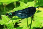 Blauflügel Prachtlibelle - Männchen