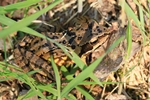 Grasfrosch (Rana temporaria) Weibchen