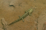 Feuersalamander (Salamandra salamandra) Larve