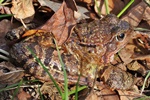 Grasfrosch (Rana temporaria)