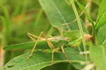 Gr&uuml;nes Heupferd (Tettigonia viridissima) Weibchen