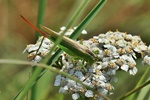 Langflügelige Schwertschrecke (Conocephalus fuscus)