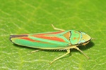Rhododendronzikade (Graphocephala fennahi)