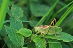 Zwitscherschrecke (Tettigonia cantans)