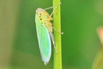 Binsen-Schmuckzikade (Cicadella viridis)