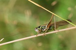 Roesels Bei&szlig;schrecke (Roeseliana roeselii) Langfl&uuml;geliges M&auml;nnchen