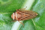 Wiesenerdzikade (Aphrodes makarovi) - Männchen