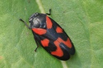 Gemeine Blutzikade (Cercopis vulnerata)