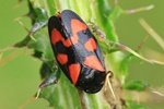 Gemeine Blutzikade (Cercopis vulnerata)