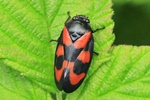 Gemeine Blutzikade (Cercopis vulnerata)