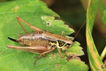 Roesels Bei&szlig;schrecke (Roeseliana roeselii) Weibchen