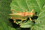 Zwitscherschrecke (Tettigonia cantans)