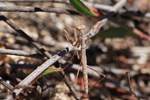 Graue Fangschrecke (Ameles decolor)