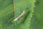 Grüne Blattwespe (Rhogogaster cf. viridis)