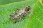 Pelz-Glasflügelzikade (Tachycixius pilosus)