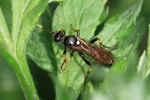Ohne deutschen Namen (Ichneumon confusor)