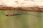 Rotbeinige Holzschlupfwespe (Ephialtes manifestator)