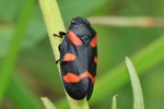 Bindenblutzikade (Cercopis sanguinolenta)