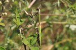 Haubenfangschrecke (Empusa fasciata)