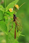 Sichelwespe (Therion circumflexum)