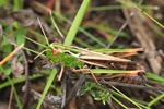 Heidegrashüpfer (Stenobothrus lineatus)