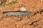 Ägyptische Wanderheuschrecke (Anacridium aegyptium)