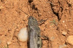 Ägyptische Wanderheuschrecke (Anacridium aegyptium)