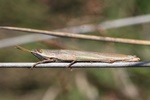 Kegelkopfschrecke (Tropidopula graeca)