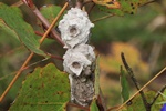Nest der Töpferwespe, vermutlich Eumenes pedumculatus