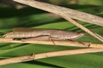 Kegelkopfschrecke (Tropidopula graeca)