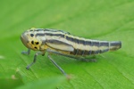 Binsen-Schmuckzikade (Cicadella viridis) - Larve