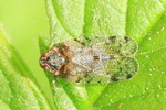 Pelz-Glasflügelzikade (Tachycixius pilosus)