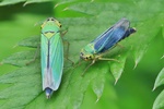 Binsen-Schmuckzikade (Cicadella viridis) - Weibchen + Männchen