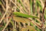 Gemeine Sichelschrecke (Phaneroptera falcata)