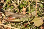 Wiesen-Grash&uuml;pfer (Chorthippus dorsatus) - M&auml;nnchen