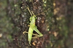 S&uuml;dliche Eichenschrecke (Meconema meridionale) - M&auml;nnchen