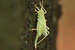 Gemeine Eichenschrecke (Meconema thalassinum) - Weibchen