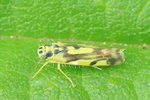 Bunte Kartoffelblattzikade (Eupteryx atropunctata)