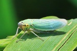 Binsen-Schmuckzikade (Cicadella viridis) - Weibchen